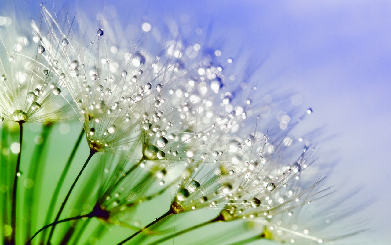 Blume